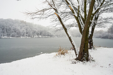 Group of trees in snow on bank of forest lake or river with frozen ice water. Winter landscape