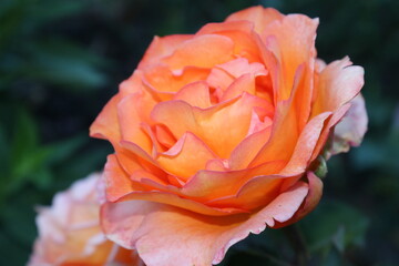 orange rose