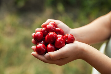 boy holding sweet cherries in his hands