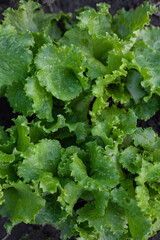 Vegetable garden of fresh green lettuce, green lettuce leaves close-up