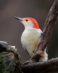 red-bellied woodpecker