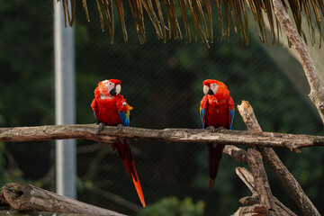 perroquet ara macao magnifique