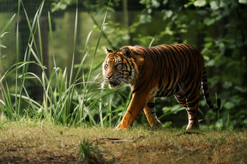 tigre sauvage regard jungle