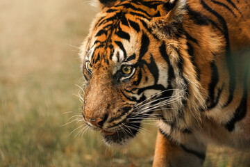tigre sauvage regard