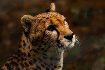 guépard regard sauvage nature