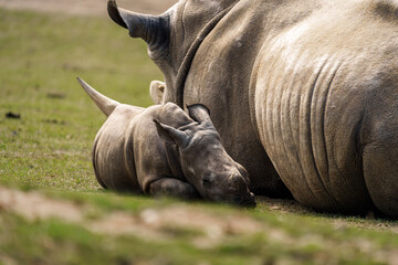 rhinocéros maman et son petit
