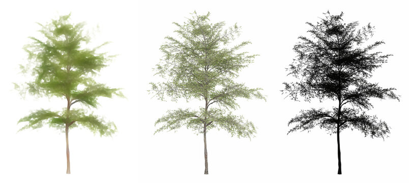 Set or collection of Japanese Maple trees, painted, natural and as a black silhouette on white background. Concept or conceptual 3d illustration for nature, ecology and conservation, strength, beauty