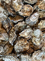 closeup of oyster shells for dinner. Full frame, background, texture, oysters. Raw oysters in the shell