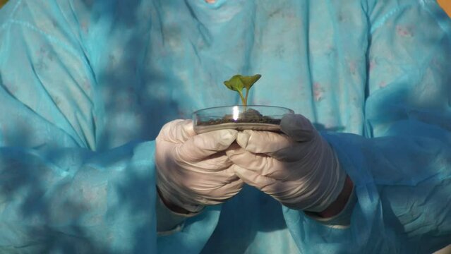 Slow motion gloved hands holding a petri dish with a green small sprout. Biological research in vivo