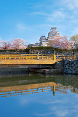 Himeji Castle in Hyogo, Japan with full bloom Cherry Blossom in spring