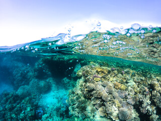 snorkeling at a coral reef in marsa alam egypt
