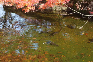 紅葉と鯉