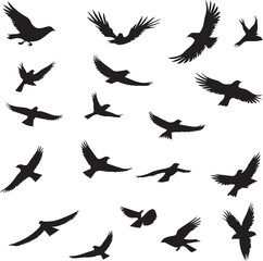 Set of black bird silhouette isolated on white background