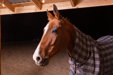 Portrait close up of a purebred saddle horse wearing checkered blanket