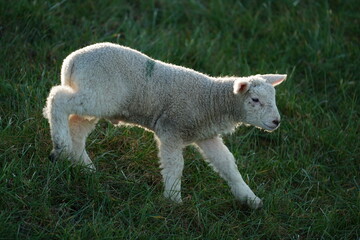 Osterl&auml;mmer auf dem deich