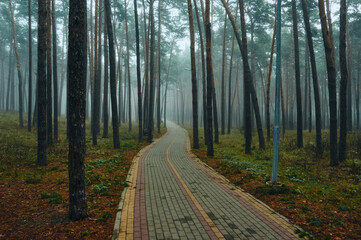 Tall pine trees grow in a public park, a walking path is laid between the trees, the autumn morning fog creates a mysterious atmosphere