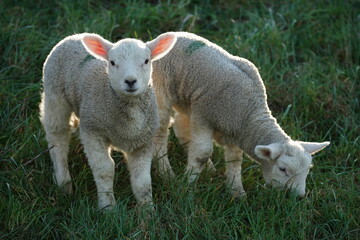 Obraz premium Osterlämmer auf dem deich