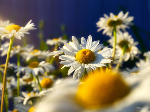 Beautiful white flowers - daisies, bloom on a flowerbed, natural decoration, summer, warmth and joy