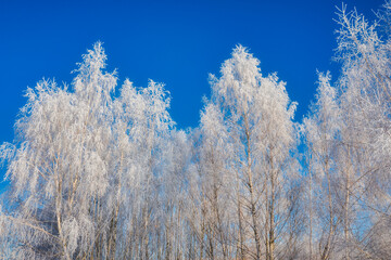 Obraz na płótnie Canvas Beautiful frozen trees in the forest during winter in Poland