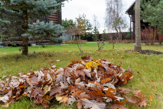 The focus of the image is a vivid heap of fallen autumn leaves in the foreground, with a soft-focus view of a garden in the background. A coniferous tree anchors the left side of the frame, while the