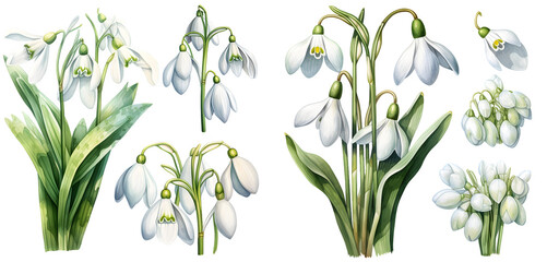 Fototapeta na wymiar snowdrop flower watercolor illustration clipart. Generative AI