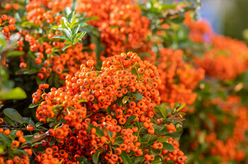 Pyracantha coccinea scarlet red firethorn ornamental shrub, orange group of fruits hanging on autumnal shrub