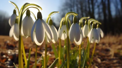  A group of snowdrops in a field of leaves © Maria Starus