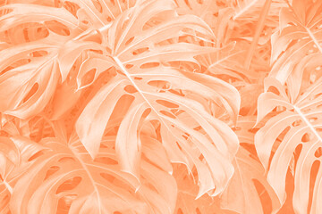 Tropical leaf close-up in trending color of the year 2024 Peach Fuzz.