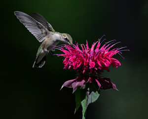 Hummingbird feeding on Bee Balm