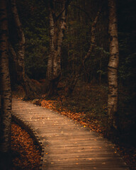Holzweg in einem mystischen Wald