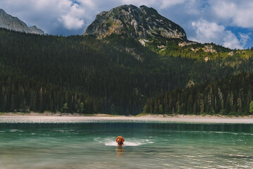 Happy Vizsla Dog Swimming in Mountain Lake