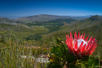 king protea, Protea cynaroides, the largest flower head in the Protea genus. The Protea species is...