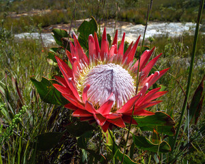 king protea, Protea cynaroides, the largest flower head in the Protea genus. The Protea species is...