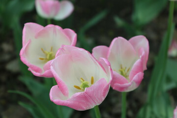 pink tulip flower