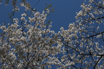 Fototapeta premium 秋田県_田沢湖高原_桜