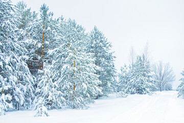 Landscape. Frozen winter forest with snow covered trees.