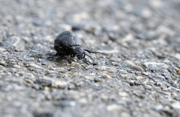 Closeup of Meloe mediterraneus on the asphalt of a road