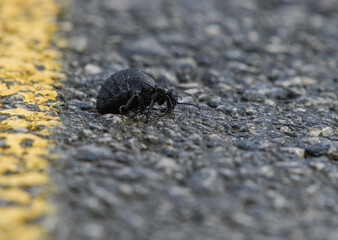Closeup of Meloe mediterraneus on the asphalt of a road