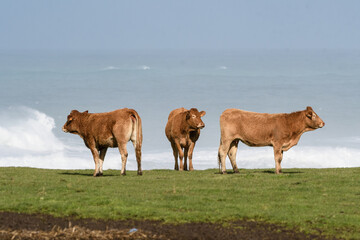 Three cows in a field next to the raging sea