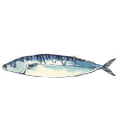 Saba fish fish Hand drawn illustration on a white background	