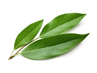 Bay leaf isolated on white background