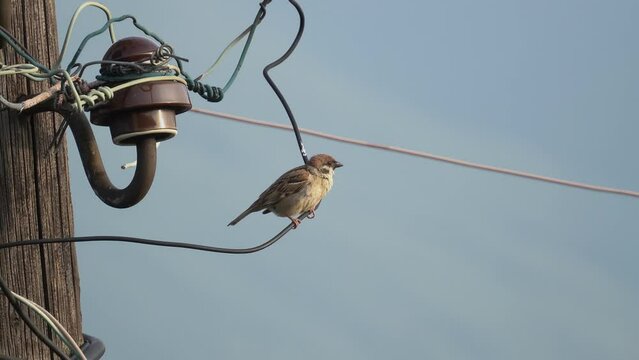 Sparrow bird sitting on electric wire and fly away