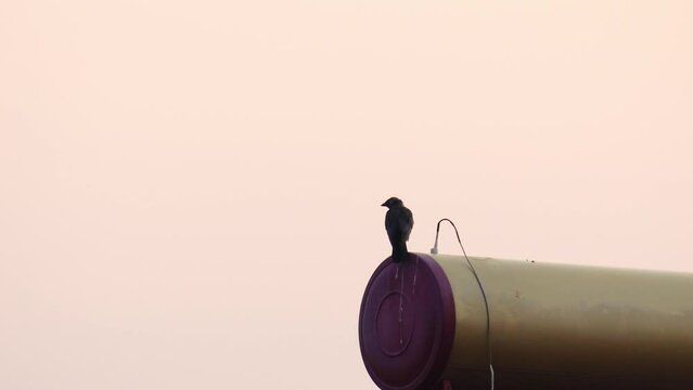 Raven bird corvus corax perched on a water tank on the house roof at sunset