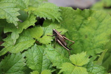 ヒメギス © 康 小林