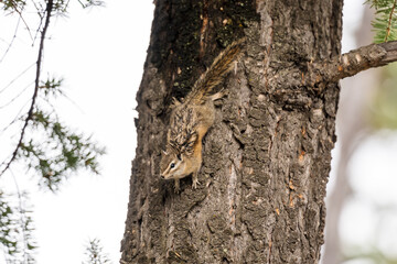 Chipmunk foraging on a fir tree trunk.