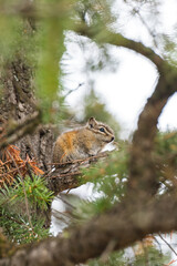 Chipmunk foraging on a fir tree trunk.