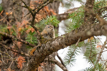 Chipmunk foraging on a fir tree trunk.