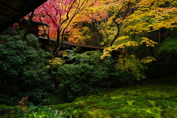 Red and Yellow Autumn Leaves at Komyo-ji Temple, Rurikoin in Kyoto, Japan - 日本 京都 光明寺...