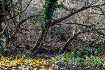 Dead Trees with Ivy and Moss on a Rural River Bank - 690204913
