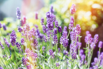 Lavender flowers blooming in the garden, beautifl flowering lavender - 690205364